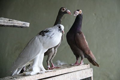 Амурські голуби полетять до Хабаровська