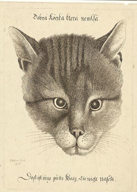 Одна з найвідоміших гравюр Холлар називається «Хороша кішка, яка ласує» (1646 г