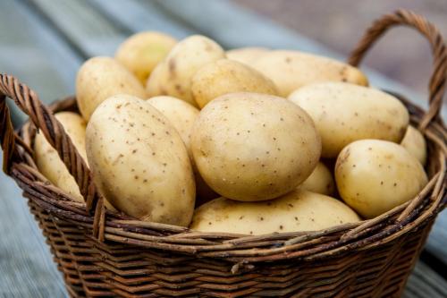 Вчений у своїй статті дав рекомендації саме для вирощування картоплі в умовах Сибіру